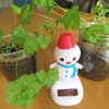 部屋で育ててるパセリ