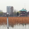 不忍池の鳩・枯れ蓮・弁天堂