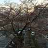 03.28 更に、咲いて来ました。