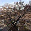 03.29 ７部咲きといったところまで来ました。