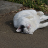 仔猫Ｂ