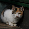仔猫Ａ