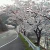 市房ダムの１万本桜並木