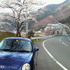 市房ダムの桜＆マイコペン