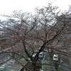 03.27 桜の花が少し咲きました。