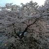 04.02 満開！