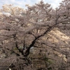 04.01 満開！