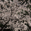 ソメイヨシノ