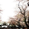 靖国神社の桜は日本人の心です