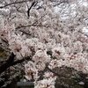 皇居に向かう途中に見えた桜