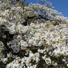 天守台の桜