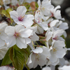 天守台の桜