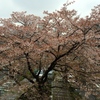 04.06 かなり散って来ました。