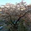 04.08 朝の光と散り行く桜．．．