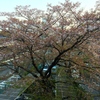 04.09 桜の木の下のほうは大分緑に。