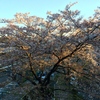 04.07 更に、花びらが散って．．．
