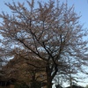 ４月８日 朝