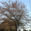 ４月10日 朝