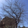 ３月22日 朝