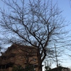 ３月24日 朝