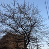 ３月28日 朝