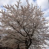 ４月１日 朝　満開