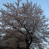 ４月２日 朝　満開