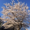 ３月31日 朝　満開