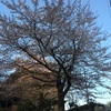 ４月７日 朝