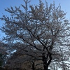 ３月30日 朝　満開