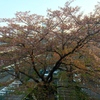 04.10 下から、徐々に新芽が．．．