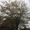 ４月13日 朝