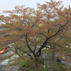 04.13 更に緑に！