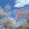2014/4/4 桜