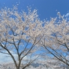 2014/4/4 桜