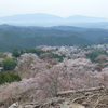 吉野山、中千本桜