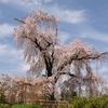 円山公園枝垂れ桜