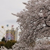 王子公園の桜