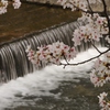 夙川と桜の枝