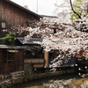 祇園の桜