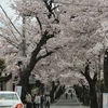 神戸の桜のトンネル（摩耶ケーブル下）