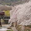 都賀川の桜と阪急電車