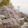 大石都賀川の桜
