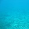 息子の撮影した熱帯魚と珊瑚礁です。