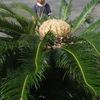 駐車場で見かけた蘇鉄の雌花です。