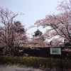 松本城と桜