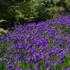 77mm