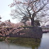 松本城と桜