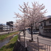桜が満開(*^^*)