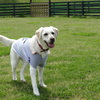 マザー牧場のドッグランにて